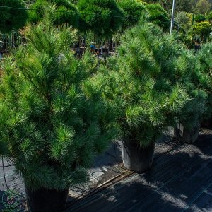 Borovica hladká (Pinus Strobus) ´MACOPIN´ (-34°C), výška 70-100 cm, kont. C30L